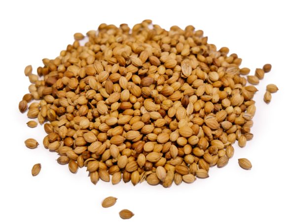 Dried coriander seeds grown in India